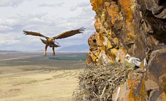 female golden eagle returns to nest.  www.nickdunlop.com