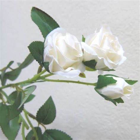 white rosebud